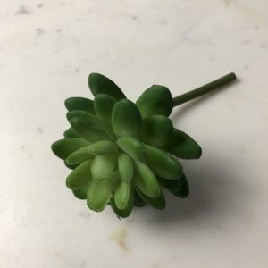 SEDUM ZIELONY SEDUM ZIELONY