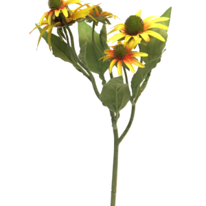 RUDBEKIA RUDBEKIA