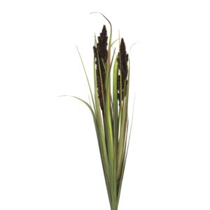 TRAWA POMPASOWA BORDO