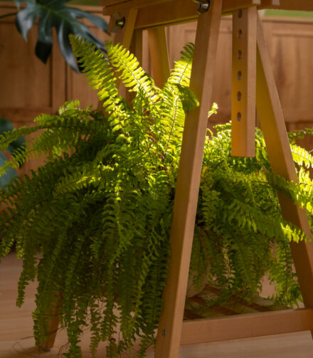 Top 5 roślin doniczkowych, które wyglądają jak żywe (a są sztuczne)