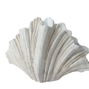 BIAŁY WAZON DEKORACYJNY W KSZTAŁCIE MUSZLI – ELEGANCKA OZDOBA DO KAŻDEGO WNĘTRZA